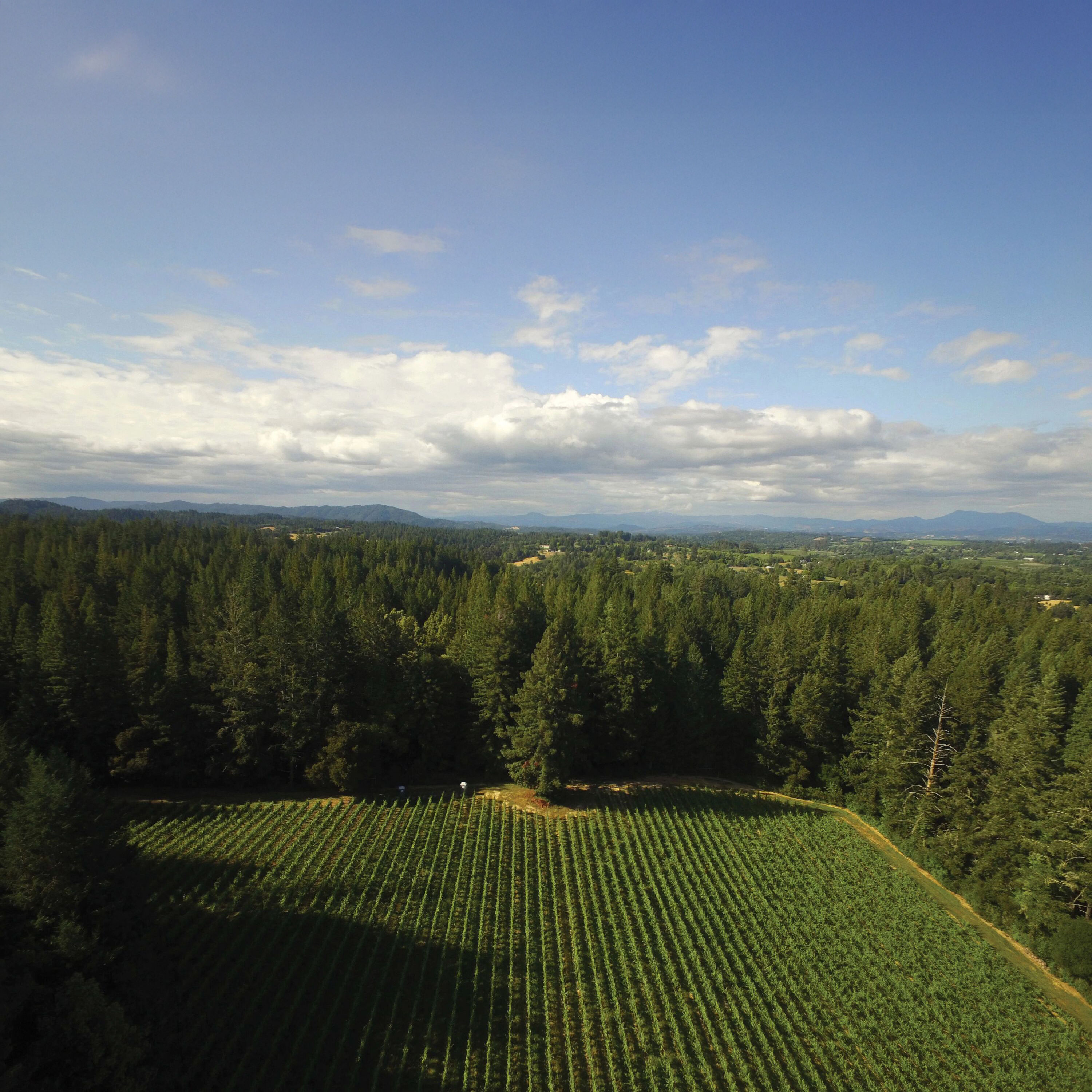 MacLean's Block vineyard